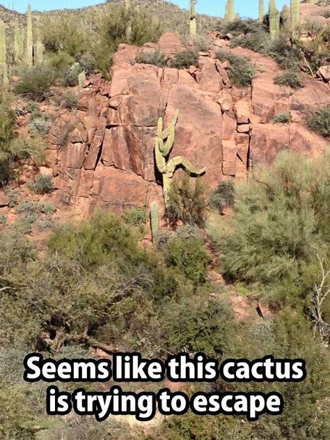 Is this cactus trying to escape? Lord Voldemort, 웃긴 사진, Best Photographers, A Rock, Rock Climbing, Bouldering, Aliens, Mother Nature, Climbing