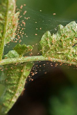 Did you know that the yellow spots and webs throughout your #tree's foliage 🌲 may be from spider #mites? These pests can weaken your trees with all sorts of damage. Check out our #blog to learn how you can prevent spider mites from inhabiting your large plants to keep them strong. 💪 Get Rid Of Spiders, Newborn Schedule, Spider Mites, Insect Control, Spider Webs, Tree Service, Orange Tree, Large Plants, Get High