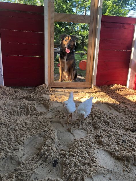 Chicken Roost, Chicken Poop, Clean Chicken, Chicken Pen, Backyard Chicken Coop Plans, Chicken Coup, How To Make Compost, Types Of Chickens, Evergreen Vines