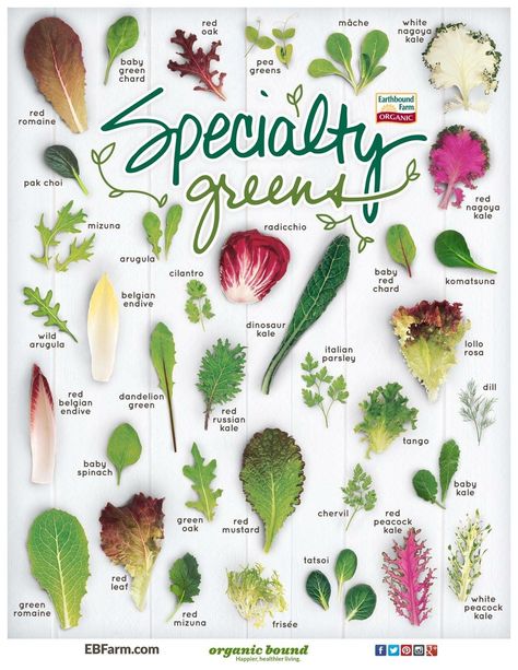 Greens food chart Pok Choi, Red Russian Kale, Red Kale, Red Chard, Dinosaur Kale, Belgian Endive, Green Foods, Food Charts, Greens Recipe