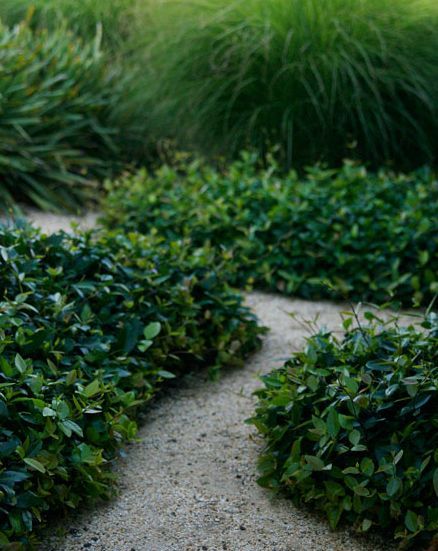 Trachelospermum asiaticum concept to edge the grave path leading to the courtyard under the house. Planting Palette, Japanese Style Garden, Seaside Garden, Walkways Paths, Australian Native Plants, Front Landscaping, Home Garden Design, Native Garden, Australian Native