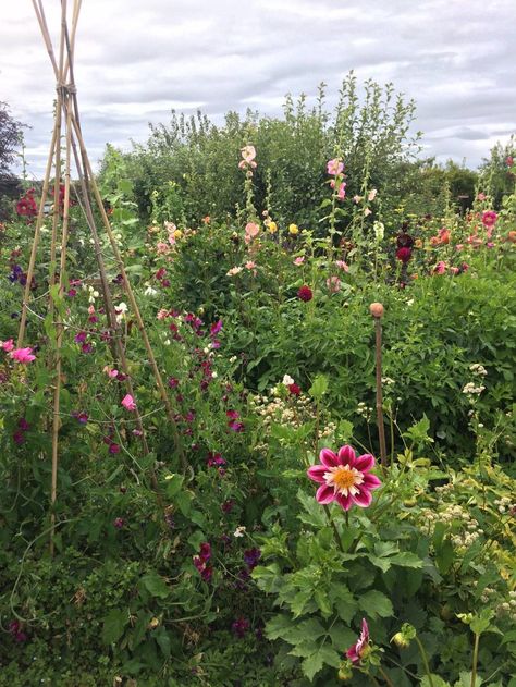 Allotment Plan, Flowers From Seed, How To Make Compost, Rainbow Chard, Allotment Gardening, Seed Catalogs, Bee Garden, Gnome House, Wildlife Gardening