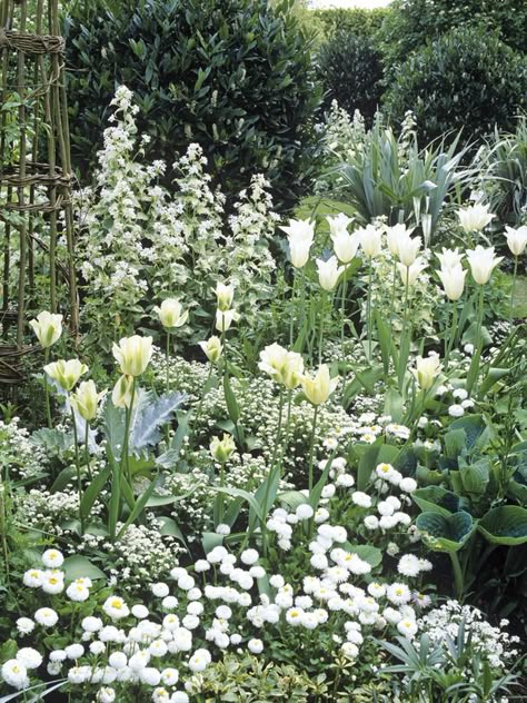 White forget-me-nots, tulips, daisies and money plants combine with hostas and silvery astelia foliage. Exquisite Gardens, Cottage Garden Design, White Plants, Moon Garden, Have Inspiration, White Garden, Cottage Gardens, White Gardens, Gorgeous Gardens