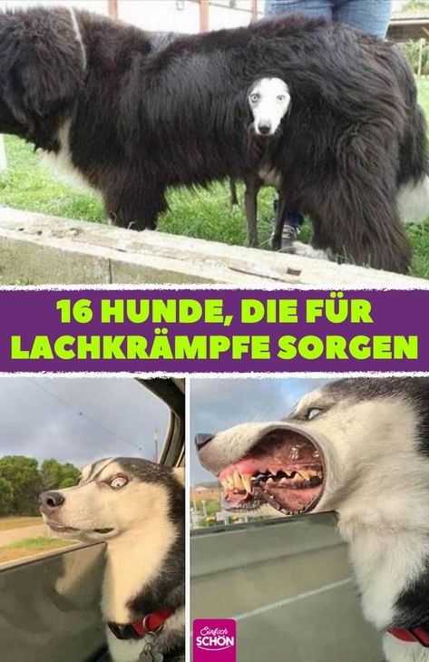 Lustige Hundebilder: 16 Besitzer lachen über ihre Hunde Manche Hunde bringen ihre Besitzer täglich zum Lachen und bescheren ihnen lustige Hundebilder wie diese. #lustige #hundebilder #hunde #bilder #lachen #besitzer Goats, Humor, Dogs, Animals, Manche, Humour