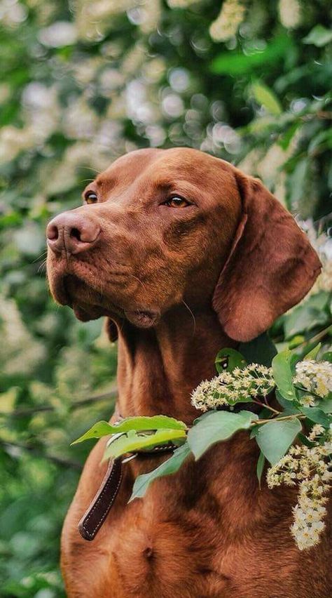 Vizsla Hungarian Dog, Vizsla Dog, Vizsla Dogs, Vizsla Puppies, Best Dog Breeds, Hunting Dogs, Dog Photography, Dog Puppy, Dog Photos