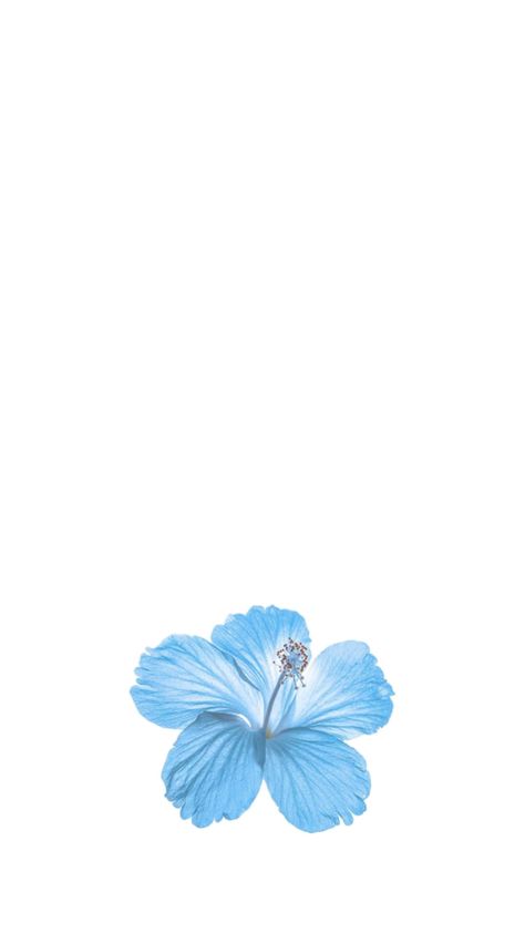 Blue Hibiscus Wallpaper, Hibiscus Wallpaper, Flower Hibiscus, Blue Flower Wallpaper, Blue Hibiscus, Blue Flower, Flower Wallpaper, Blue Flowers, Hibiscus