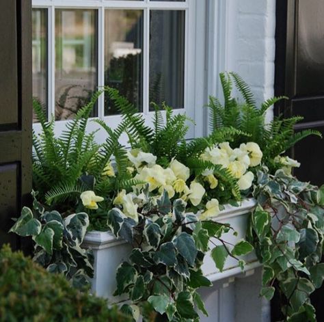 Beautiful combination--ferns, pansies, ivy Window Box Plants, Window Box Garden, Summer Planter, Porch Plants, Window Box Flowers, Window Planters, Spring Window, Flower Window, Window Planter Boxes