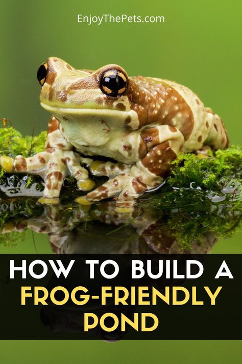 Small Frog Pond, Diy Frog House, Frog Environment, Frog Ponds Backyard, Frog Aquarium Ideas, Diy Frog Pond, Toad Pond, Land Restoration, Toad Garden