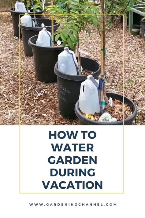 container irrigation jug drip system with text overlay how to water garden during vacation Watering Raised Garden Beds, Easy Gardening Hacks, Watering Bulbs, Self Watering Containers, Garden Watering System, Water Irrigation, Self Watering Plants, Bucket Gardening, Outside Plants