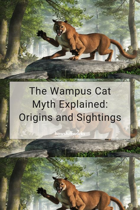 Appalachian Folklore Creatures, Appalachian Monsters, Appalachian Mythology, Appalachian Cryptids, Appalachian Legends, List Of Cryptids, Appalachian Folklore, Wampus Cat, Mystical Creatures Mythology