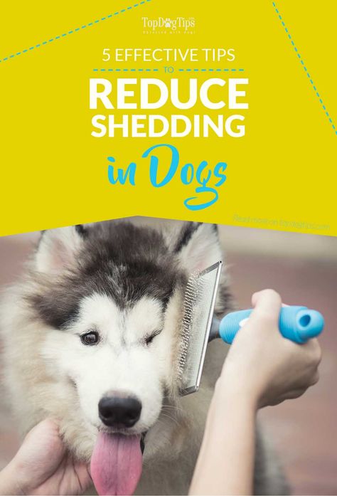 5 Most Effective Ways to Reduce Shedding in Dogs How To Control Dog Shedding, Deshedding Dog Tips, Deshedding Dog Diy, Dog Shedding Remedies, Unusual Animal Friendships, Dogs Diy Projects, Dog Breeding, Dog Diet, Dog Tips