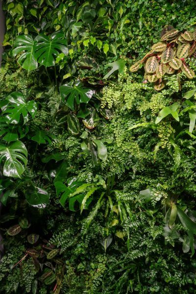 IMG_3075-2 Plant Wall Texture, Green Wall Facade, Wallygrow Plant Wall, Green Wall Facade Architecture, Vertical Garden Artificial Green Walls, Green Wall Plants, Wall Tile Texture, Vertikal Garden, Vertical Green Wall