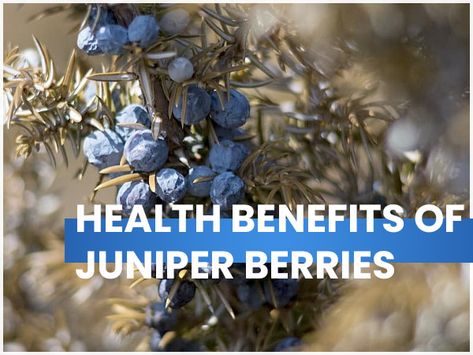 health benefits of juniper berries Loose Tea Recipes, Goji Berries Benefits, Herbs Book, Acai Benefits, Benefits Of Berries, Juniper Essential Oil, Juniper Berry Essential Oil, Fire Cider, Berry Tea