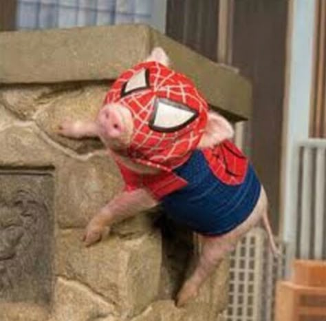 Funny Pictures Of Animals, Animals In Clothes, Pictures Of Animals, Hilarious Photos, Clothes Cute, Funny Costumes, Tuxedos, Spiderman, Funny Pictures