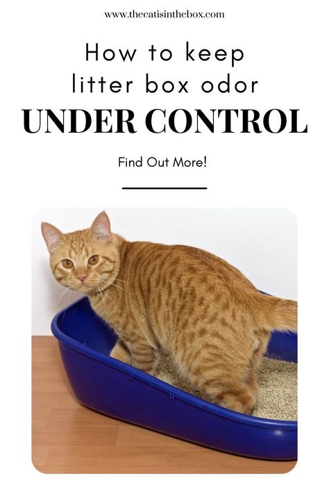 ginger tabby cat in a blue litter box Cat Litter Box Odor Control, Best Litter Box Ideas, How To Get Rid Of Litter Box Smell, Cat Odor Eliminator Diy, Litter Box Setup For Multiple Cats, Litter Box Smell Hacks, Where To Put Cat Litter Boxes, Apartment Litter Box Ideas, Litter Box Odor Control