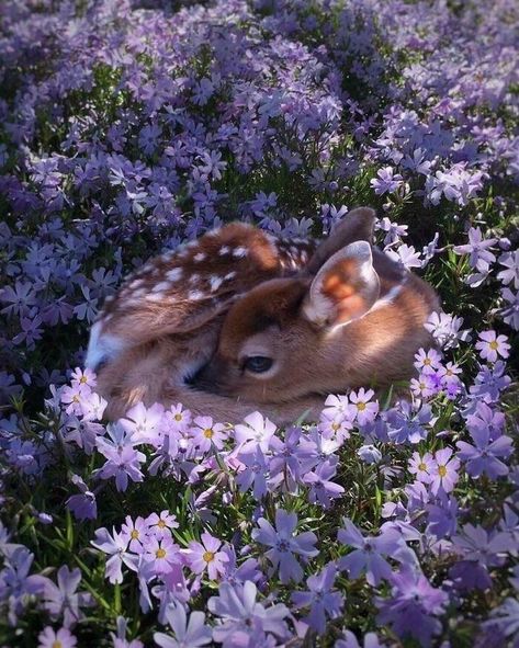 Baby Deer, In The Middle, Purple Flowers, The Middle, Deer, Purple, Flowers, Instagram