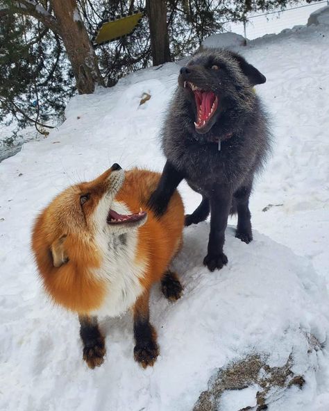 Wolf And Fox Matching Pfp, Fox Matching Pfp, Black Foxes, Fox And Wolf, Two Foxes, Unusual Animal Friendships, Me And My Best Friend, Fox Pictures, Silver Foxes