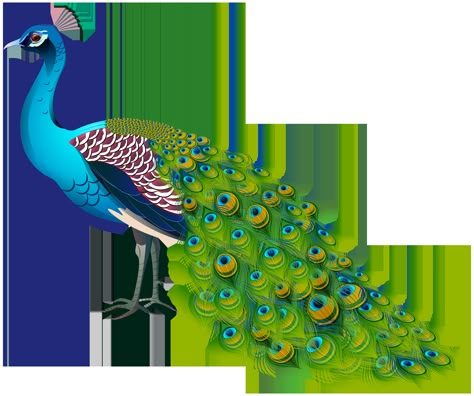 Peacock Paintings, Peacock Png, Peacock Feather Art, Watercolor Peacock, Psd Free Photoshop, Peacock Images, Peacock Photos, Peacock Wallpaper, Peacock Pictures