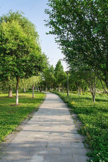 park lane in the afternoon road park without photographs with pictures Background Pictures Background, Street Background, Nature Background Images, Background Images For Editing, Park Pictures, Natural Background, Dslr Background Images, Simple Background Images, Photo Background Images