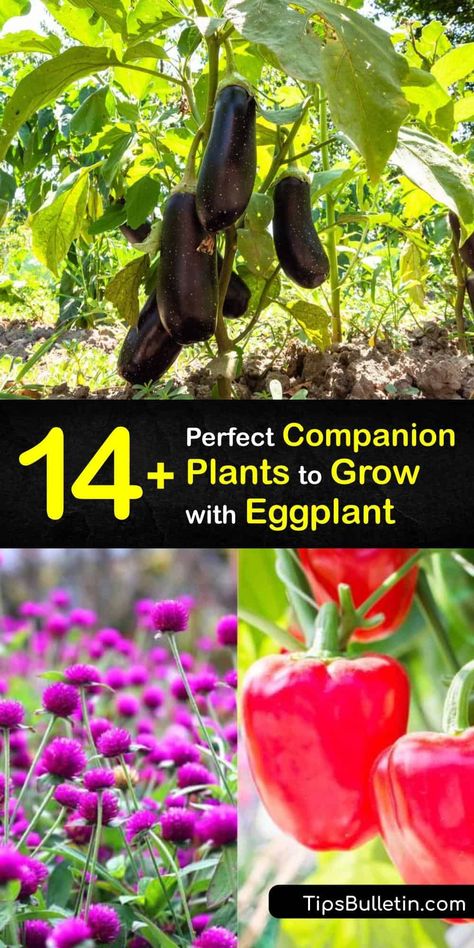 Discover the power of companion planting while growing eggplant. Find out why pepper plants and bean plants do so well around eggplants and how to keep pests like flea beetles at bay while bringing beneficial insects to the garden. #eggplant #companion #planting #gardening Egg Plant Growing, Eggplant Companion Planting, How To Plant Eggplant, Eggplant Plant How To Grow, Planting Eggplant, Eggplant Companion Plants, Eggplant Growing, Eggplant Garden, Grow Eggplant