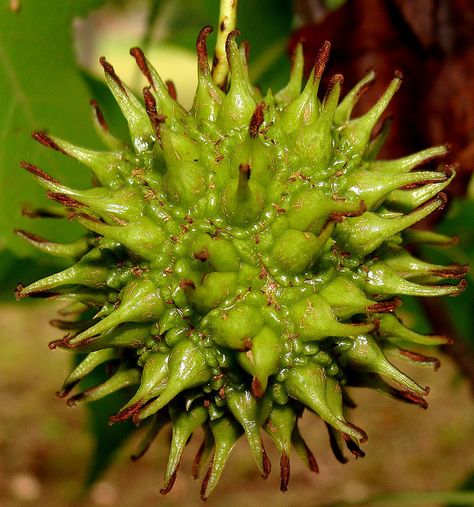 Sweet gum green fruit: source of tannin and shikimic acid- anti flu tea. Sweet Gum Tree, Breast Implant Illness, Medicinal Tea, Sweet Gum, Gum Tree, Alternative Healing, Health Habits, Holistic Medicine, Edible Plants