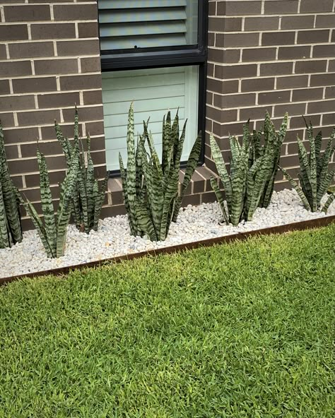 Snake plants are one of those plants that need very little maintenance once you find the perfect spot for them. They are easy to keep and harder to kill than many other plants. #landscapenatural #garten #gardenlove #garden #landscaping #homedecorating #courtyardgarden #exterior #greenery #plants #nature #flowers #plantsofinstagram #garden #gardening #sydney #snakeplant Landscaping With Snake Plants, Snake Plant Garden Outdoor, Snake Plant Outdoor Landscape, Snake Plant Landscaping, Snake Plants Outdoors, Snake Plant Decor Ideas, Snake Plant Garden, Paved Garden, Snake Plant Decor