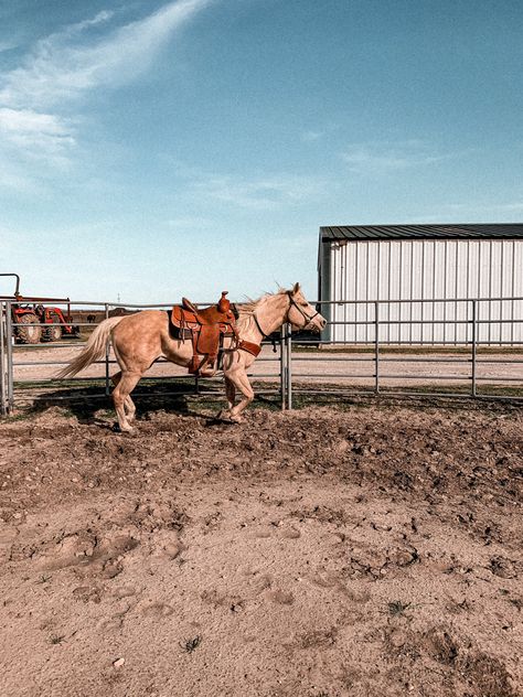 Horse Training Aesthetic, Western Pictures, Ranch Horses, Cowboy Photography, Cowgirl Pictures, Cute Horse Pictures, Barrel Racing Horses, Rodeo Horses, Farm Lifestyle