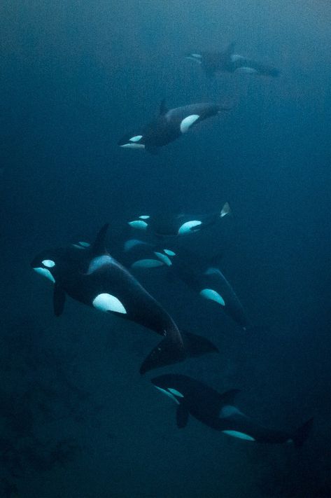 Orca Underwater Photography, Orca Pod, Orca Whale, Underwater Animals, Beautiful Sea Creatures, Orca Whales, Most Beautiful Animals, Killer Whale, Beautiful Ocean