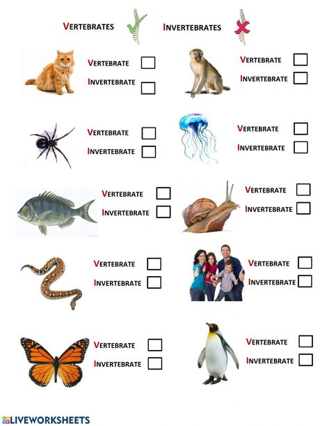 Vetebrates vs Invertebrates worksheet Invertebrates And Vertebrates Worksheets, Vertebrate Vs Invertebrate Activities, Invertebrates Worksheet, Invertebrates And Vertebrates, Vertebrates And Invertebrates Worksheets, Vertebrates And Invertebrates Activities, Science Grade 1, Classification Of Vertebrates, Animal Classification Activity