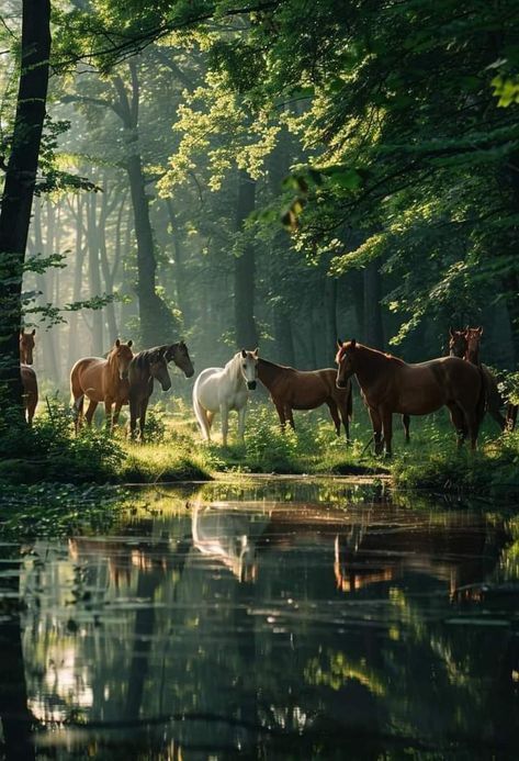 Beautiful Horses Photography, Wild Animals Photography, Horse Wallpaper, Horse Aesthetic, Most Beautiful Horses, Majestic Horse, Cute Horses, Pretty Horses, Horse Photography