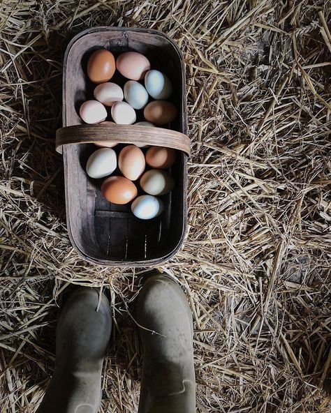 𝗘𝗻𝗴𝗹𝗶𝘀��𝗵 𝗖𝗼𝘂𝗻𝘁𝗿𝘆 𝗟𝗶𝗳𝗲 on Instagram: “Today’s bounty. This lot will taste even better than usual because, I fed the chickens stale cake yesterday! Much love to all. X 🐓 . . . .…” Ivy House, English Country House, Country Garden, Cottagecore Aesthetic, Spring Aesthetic, Live Simply, Little Garden, English Countryside, Country Gardening