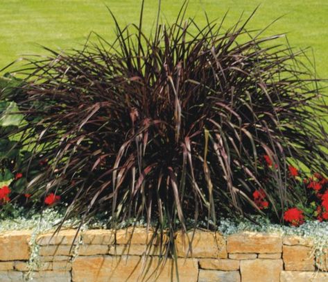 purple fountain grass 'Vertigo' - Vinland Valley Nursery Colorblaze Coleus, Silver Falls Dichondra, Proven Winners Perennials, Tall Ornamental Grasses, Proven Winners Plants, Low Maintenance Shrubs, Fall Purple, Fountain Grass, Types Of Grass