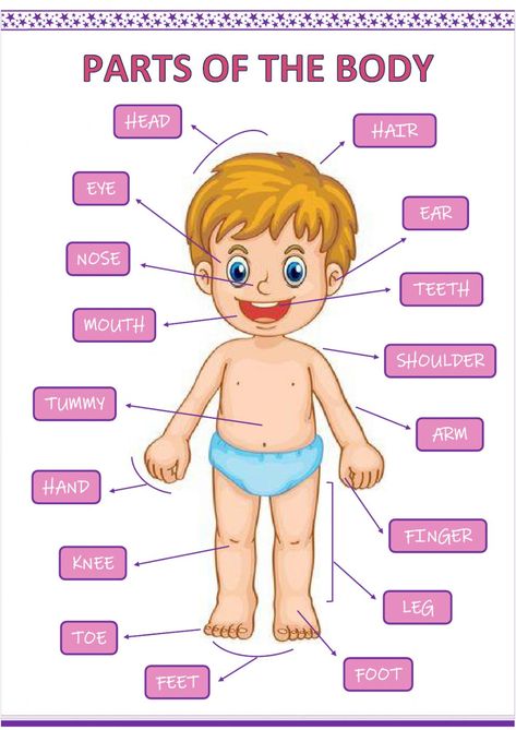 Parts of the Body Interactive worksheet Womens Fitness Motivation, Body Parts Preschool Activities, Philippine Peso, Fruits Name In English, Fruits Name, School Works, Parts Of Body, Body Parts Preschool, Body Chart