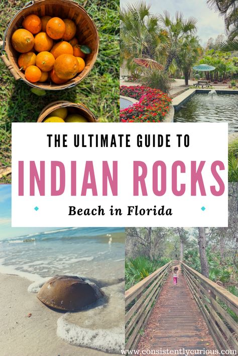 Madeira Beach Florida Things To Do, Indian Rock Beach Florida, Indian Rocks Beach Florida Things To Do, Clearwater Beach Florida Things To Do, Florida Fall Fashion, Picking Oranges, West Coast Florida, Florida Beach House Decor, Indian Shores Florida