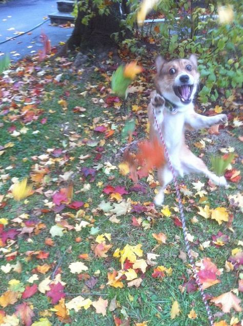 what the heck are these things falling in front of my face.......HELP HELP Fall Humor, Fall Dog, List Of Animals, Funny Animal Pictures, Dog Photos, Jack Russell, Rottweiler, Animals Friends, Dog Pictures