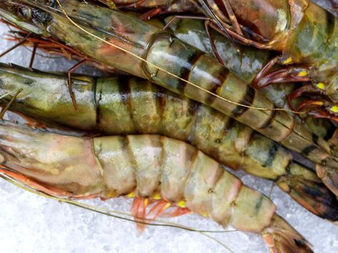 Let's Learn How to Cook Tiger Prawns Like They Do at Avlí Mess Hall | Sarasota Magazine Tiger Prawn Recipe, Prawn Marinade, Giant Shrimp, How To Cook Prawns, Sarasota Restaurants, Fish Casserole, Barbecue Shrimp, Tiger Prawns, Tiger Shrimp