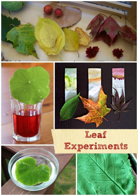 Explore some colorful science with these AWESOME leaf experiments from www.kcedventures.com! #fall #science #art Leaf Science Experiments, Fall Leaf Science, Leaf Science, Fall Science Activities, Science Experiments Kids Preschool, Fall Science, Fall Lessons, Science Tools, Free Printable Activities