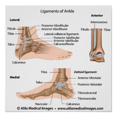 ligaments of ankle joint Deltoid Ligament Ankle, Ankle Ligaments, Human Body Systems, Health Habits, Body Systems, Anatomy, Medicine, Human Body, Medical