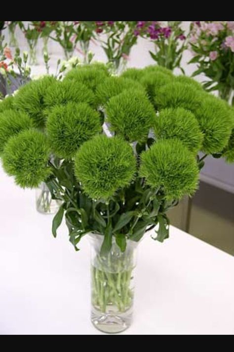 January Flower, Year Round Flowers, Green Wedding Flowers, Wholesale Flowers Wedding, Gerbera Flower, Wholesale Flowers, Landscaping Plants, Exotic Flowers, Types Of Flowers