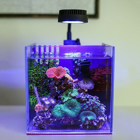 Congratulations to community member @SaltyGallon and his 1 gallon pico reef aquarium for being selected for our April 2021 Reef Profile! This shockingly small all-in-one pico reef aquarium was a competitor in our 365 Day All-In-One Challenge that launched in January 2020, ultimately winning the m... Underwater Plants Aquarium, 10 Gallon Saltwater Aquarium, Pico Reef Tank, Reef Tank Design, Saltwater Reef Tank, Reef Tank Aquascaping, Small Reef Tank, Nano Reef Tank, Marine Fish Tanks