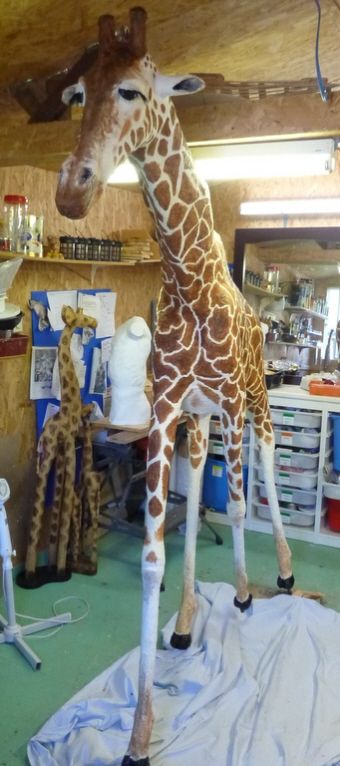 Paper Mache Giraffe, Paper Mache Mix, Paper Mache Paste, Paper Mache Pumpkins, Giant Animals, Paper Mache Animals, Progress Photos, Paper Mache Sculpture, Paper Mache Art