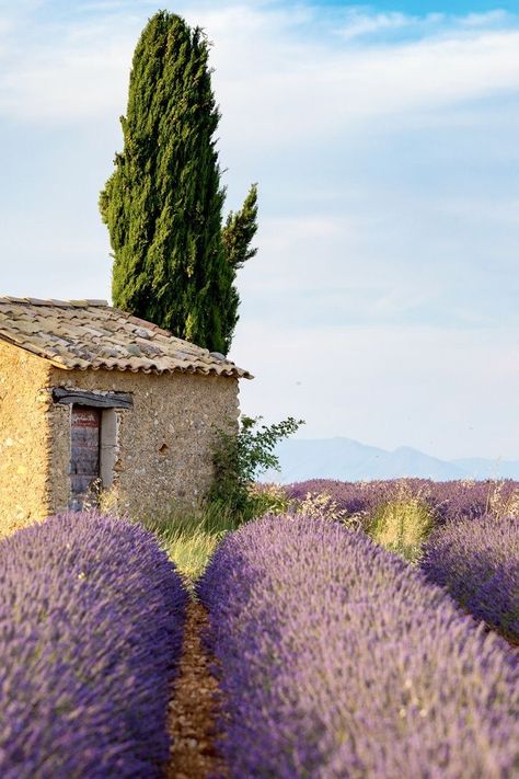 Lavender Fields France, French Country Landscaping, Farm Visit, Provence Lavender, Tiny Cabins, English Country Gardens, Lavender Farm, Watercolor Images, Provence France