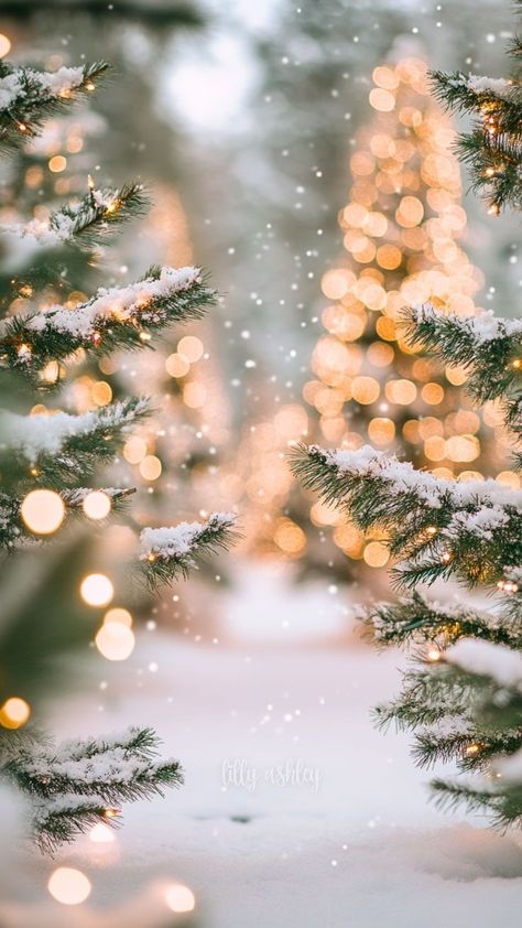 Christmas Phone Backgrounds Free, Winter Lockscreens Aesthetic Ipad, Moody Christmas Background, Christmas Cozy Aesthetic Wallpaper, Christmas Light Phone Wallpaper, Muted Christmas Wallpaper, Christmas Wallpaper Trees Lights, Christmas Forest Aesthetic, Advent Phone Wallpaper