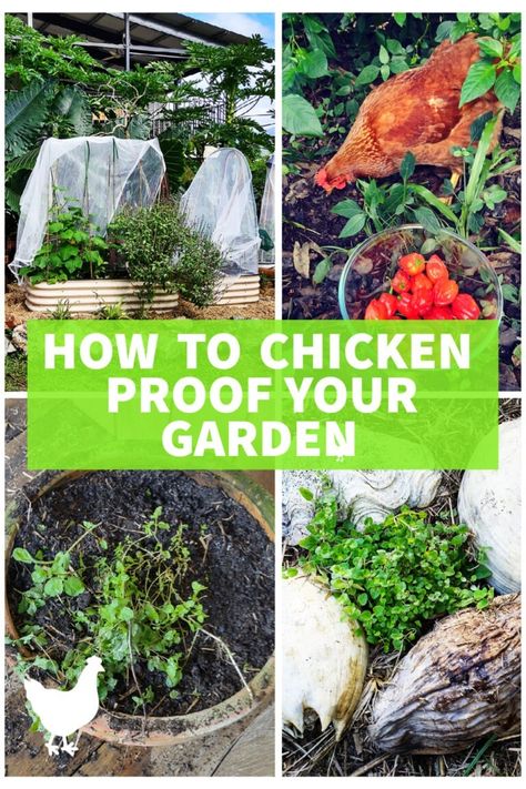 How To Chicken Proof Your Garden. Protect Plants From Chickens Protect Plants From Chickens, Plants Chickens Wont Eat, How To Keep Chickens Out Of Garden, Protect Garden From Chickens, Chicken Proof Garden, Keep Chickens Out Of Garden, Growing Pineapple, Plants In Pots, Pineapple Planting