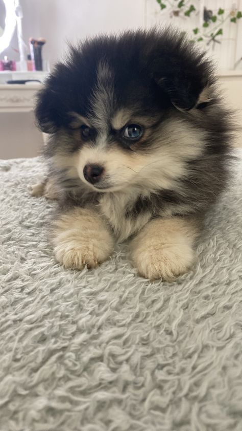 Pomskies Puppies, Pomsky Full Grown, Puppies Stuff, Pomsky Puppy, Pomsky Dog, Pretty Pets, Cute Husky Puppies, Dogs Images, Pomsky Puppies