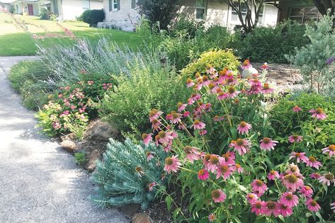 Perennial Pathway, North Texas Native Plants Landscaping, Zone 9 Landscaping Texas, North Texas Landscape Ideas, Texas Cottage Garden, Central Texas Landscaping, Texas Native Plants Landscaping, Texas Native Garden, Texas Front Yard