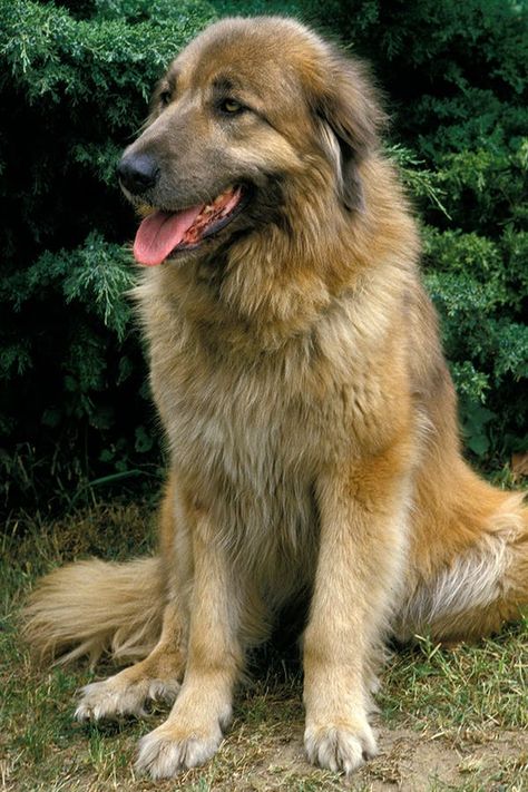 Estrela Mountain Dog, Guard Dog Breeds, Most Beautiful Dog Breeds, Dog Breeds List, Beautiful Dog Breeds, Most Beautiful Dogs, Rare Dogs, Unique Dog Breeds, Rare Dog Breeds