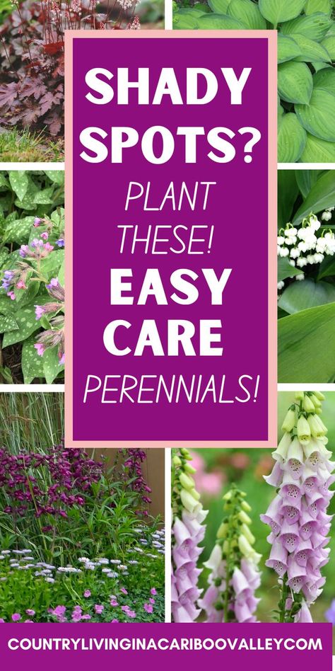 Front Yard Low Maintenance, Perennial Flower Bed, Long Garden Ideas, Shade Flowers Perennial, Part Shade Perennials, Best Perennials For Shade, Plants That Love Shade, Shade Loving Perennials, Shade Garden Plants