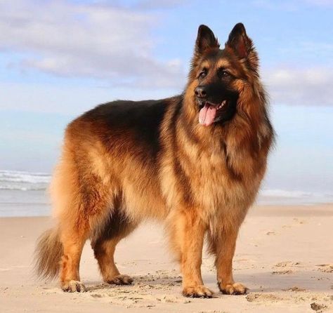 King Shepherd, Dogs German Shepherd, German Shepherd Photos, Most Popular Dog Breeds, Loyal Dogs, Large Dog Breeds, Shepherd Dogs, The Shepherd, Popular Dog