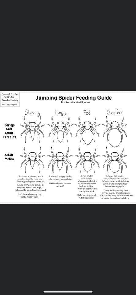 For round body species Jumping Spider Species, Spider Species, Jumping Spiders, Jumping Spider, Boarding Pass